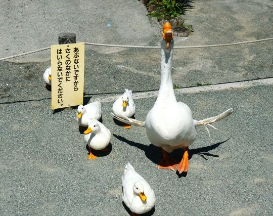 ガチョウが出産する夢