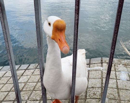 ガチョウを飼う夢