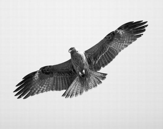 大空を自由に力強く<strong>羽</strong>ばたく鷲の夢 大空を自由に力強く<strong>羽</strong>ばたく鷲の夢