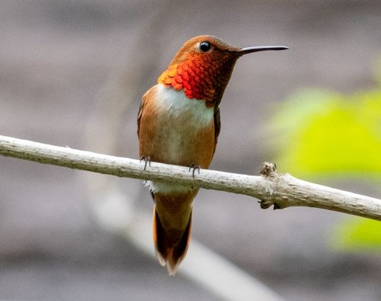 カラフルなハチドリの夢