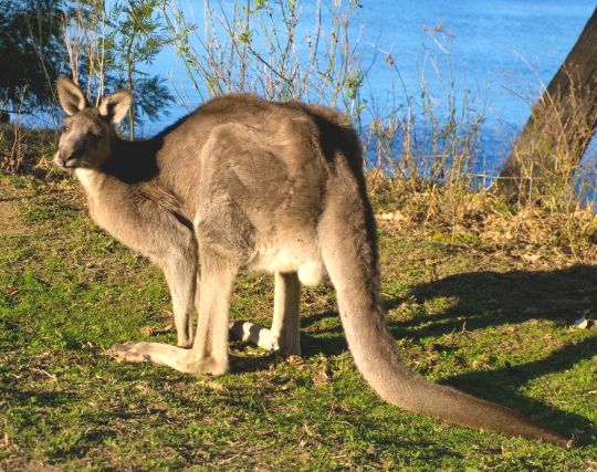 カンガルーに逃げられる夢