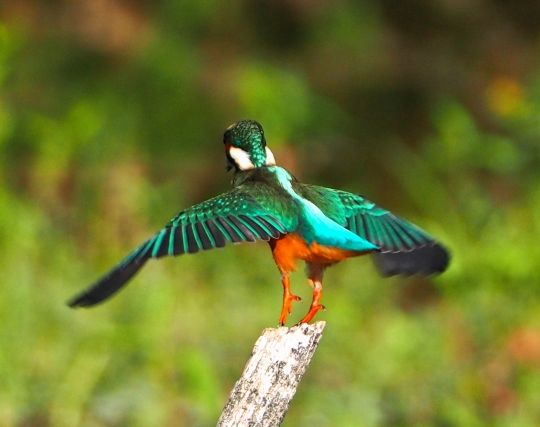 カワセミが颯爽と飛び立つ夢