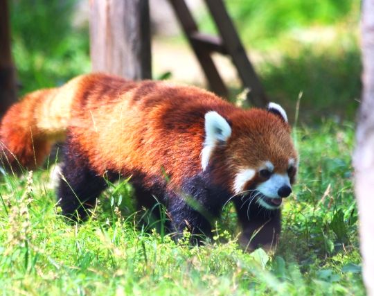 レッサーパンダが<strong>歩く</strong>夢