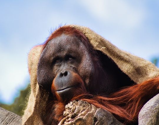 オラウータンが嘘をつく夢