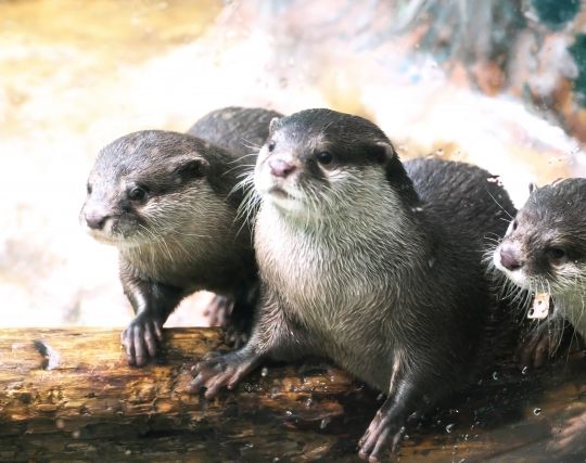 カワウソが<strong>結婚</strong>する夢