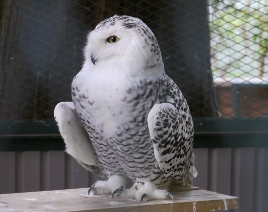 フクロウと浮気する夢