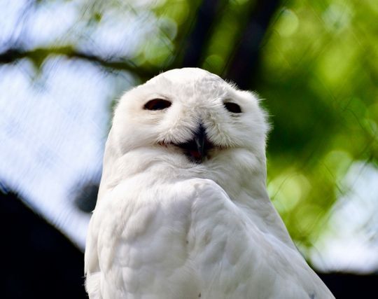 フクロウが<strong>笑う</strong>夢