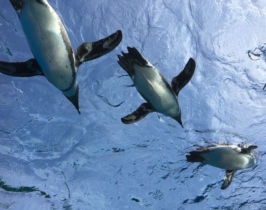 ペンギンに逃げられる夢