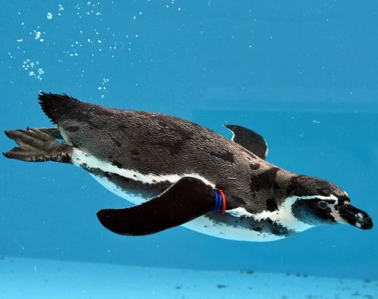 ペンギンが水中を<strong>飛ぶ</strong>夢