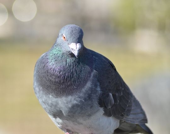 鳩を脅迫する夢