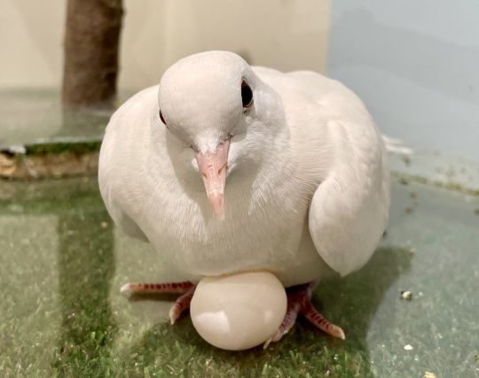 鳩が<strong>卵</strong>を抱いている夢