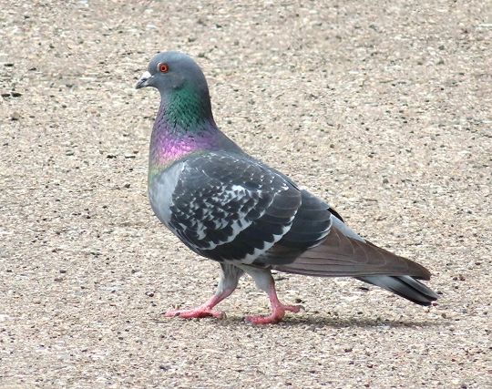 鳩が走る夢