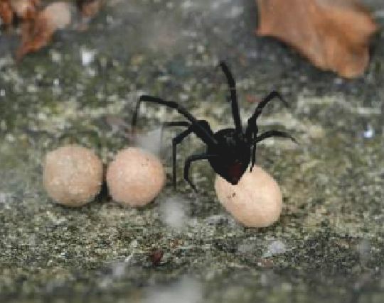 毒蜘蛛が産卵する夢