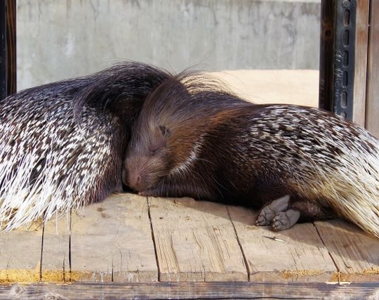 ヤマアラシにキスする夢