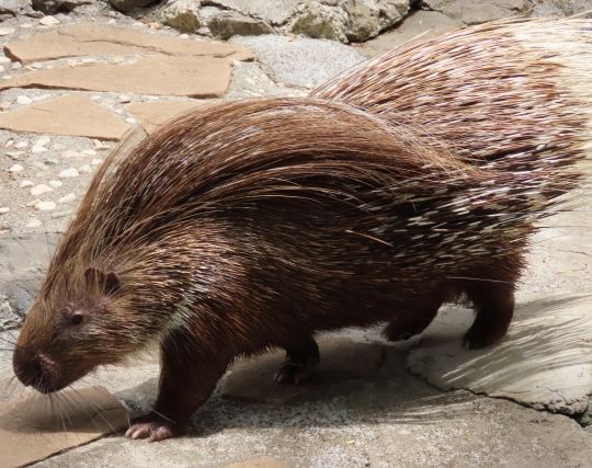 ヤマアラシを飼う夢