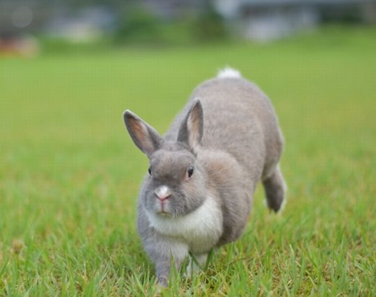 うさぎが走る夢