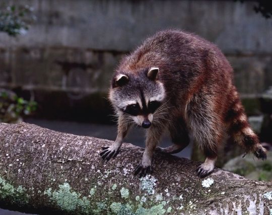 アライグマを<strong>飼う</strong>夢