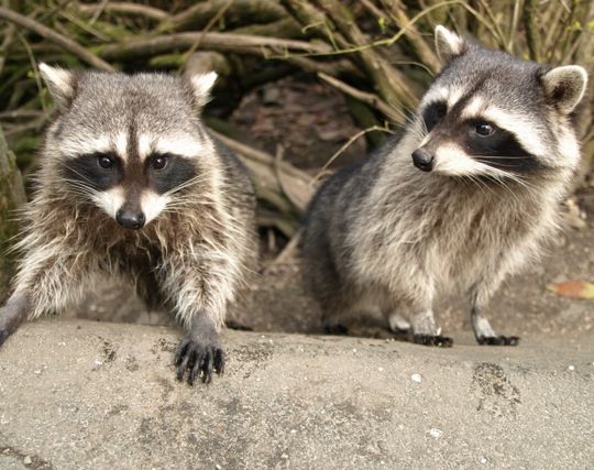 アライグマが現れて<strong>安心する</strong>夢