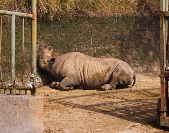 サイが<strong>倒れる</strong>夢