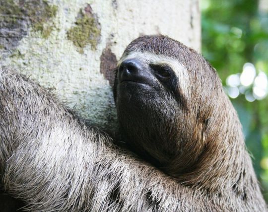 ナマケモノに無視される夢