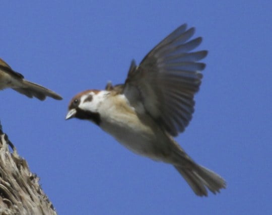 大空を自由に<strong>飛ぶ</strong>雀の夢 大空を自由に<strong>飛ぶ</strong>雀の夢