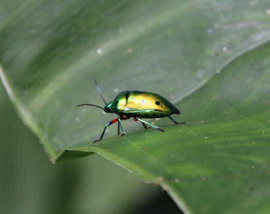 カメムシに逃げられる夢