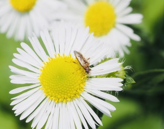 カメムシが<strong>花</strong>の蜜を吸う夢