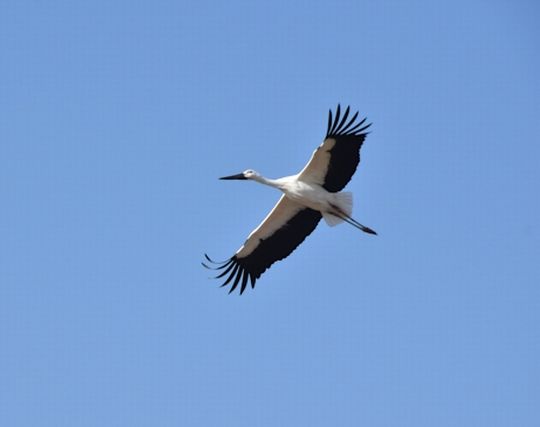 コウノトリが大<strong>空</strong>を羽ばたく夢