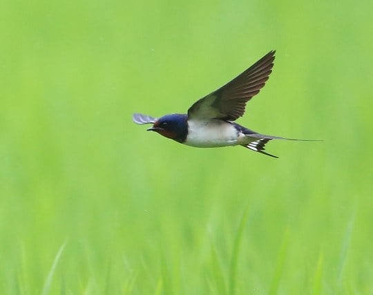 ツバメが現れて喜ぶ夢