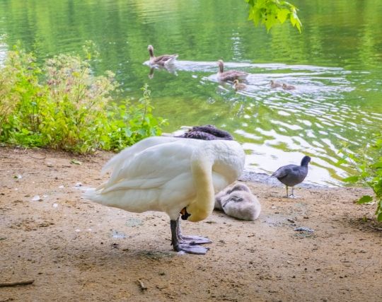 白鳥を<strong>飼う</strong>夢