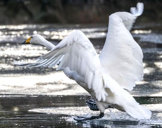 白鳥が颯爽と飛び立つ夢