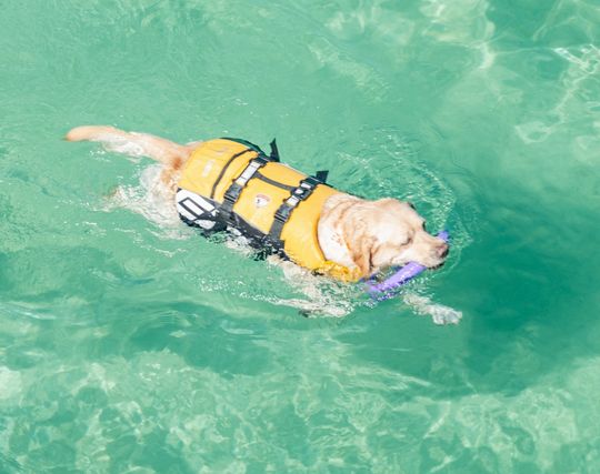 犬が泳ぐ夢