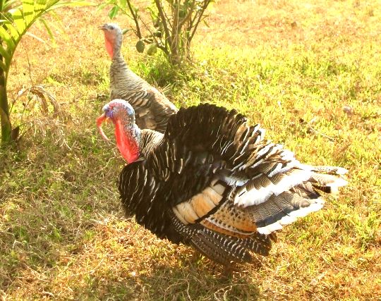 七面鳥が失敗する夢