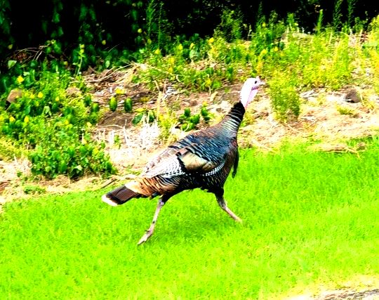 七面鳥に逃げられる夢