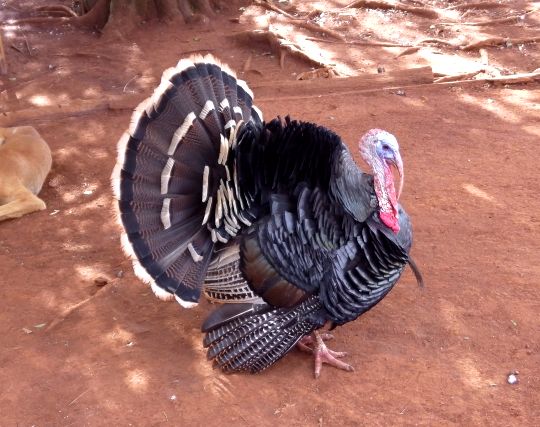 七面鳥が<strong>歩く</strong>夢