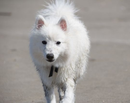 犬が歩く夢