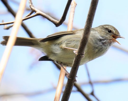 ウグイスが鳴く夢