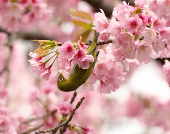 メジロが花の蜜を吸う夢