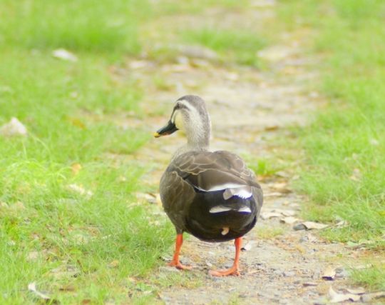 カモに逃げられる夢