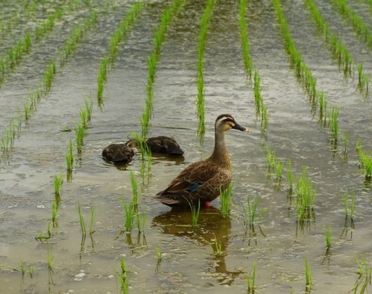 カモが現れて喜ぶ夢