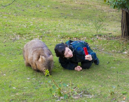 ウォンバットに助けられる夢