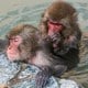 動物の夢の夢占い 動物の夢の夢占い