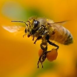 蜂の夢の夢占い 蜂の夢の夢占い