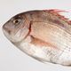 鯛の夢の夢占い 鯛の夢の夢占い