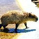 カピバラの夢の夢占い