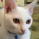猫の夢の夢占い 猫の夢の夢占い