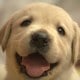 犬の夢の夢占い 犬の夢の夢占い