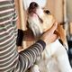 犬の夢の夢占い 犬の夢の夢占い