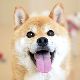 犬の夢の夢占い 犬の夢の夢占い