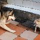 犬の夢の夢占い 犬の夢の夢占い